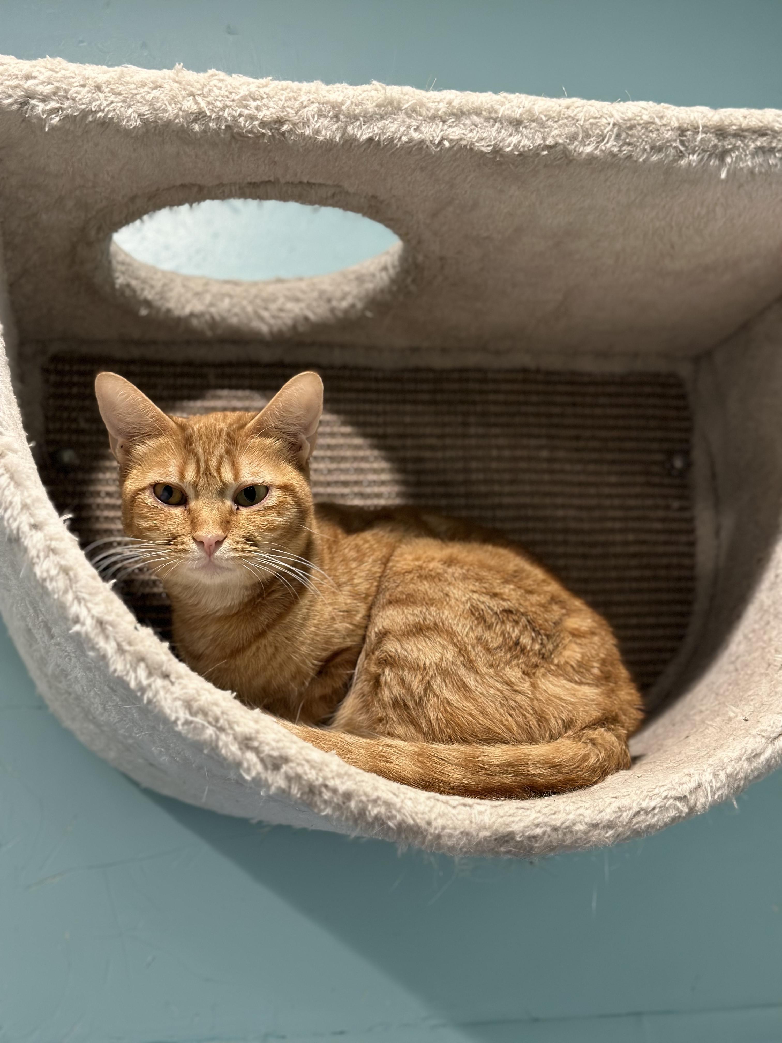 Enlarge Nani, a Adoptable Domestic Short Hair in Aiea, HI image 5/6