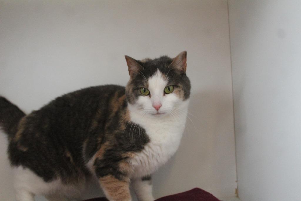 Enlarge Tooth Fairy, a ADOPTABLE Domestic Short Hair in Chestertown, MD image 1/4