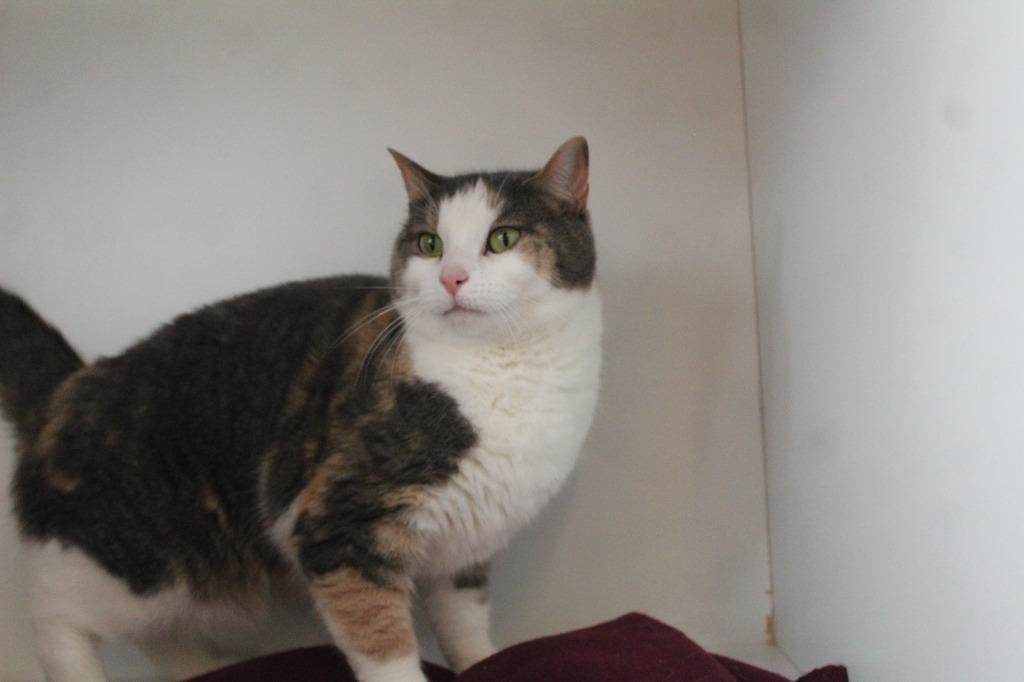 Enlarge Tooth Fairy, a ADOPTABLE Domestic Short Hair in Chestertown, MD image 2/4