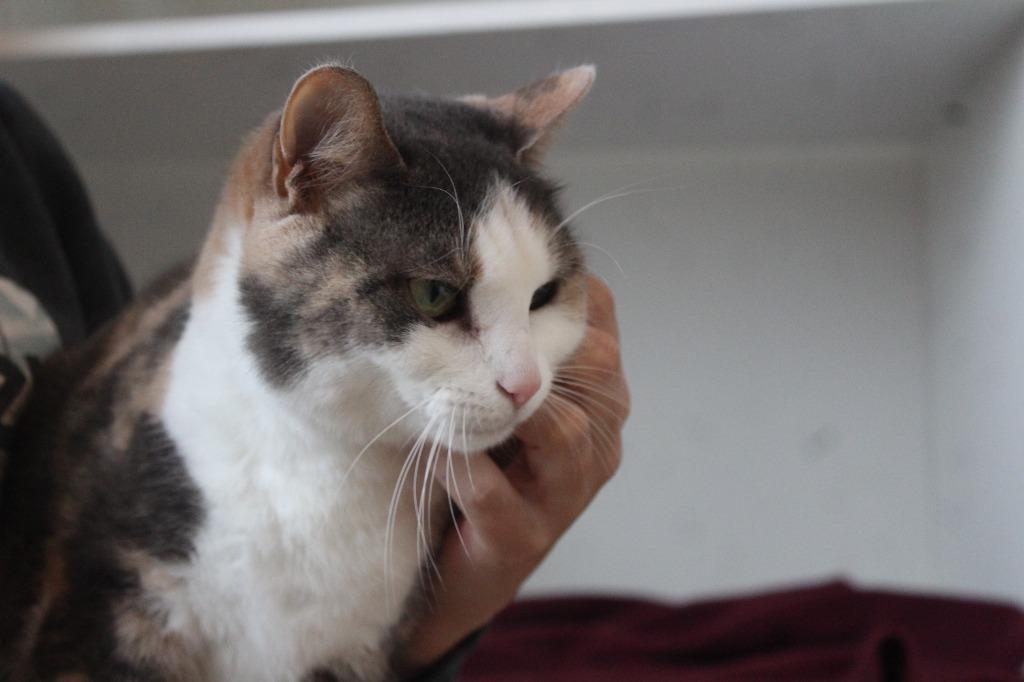 Enlarge Tooth Fairy, a ADOPTABLE Domestic Short Hair in Chestertown, MD image 3/4