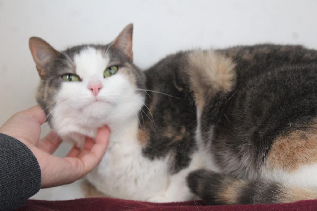 Enlarge Tooth Fairy, a ADOPTABLE Domestic Short Hair in Chestertown, MD image 4/4