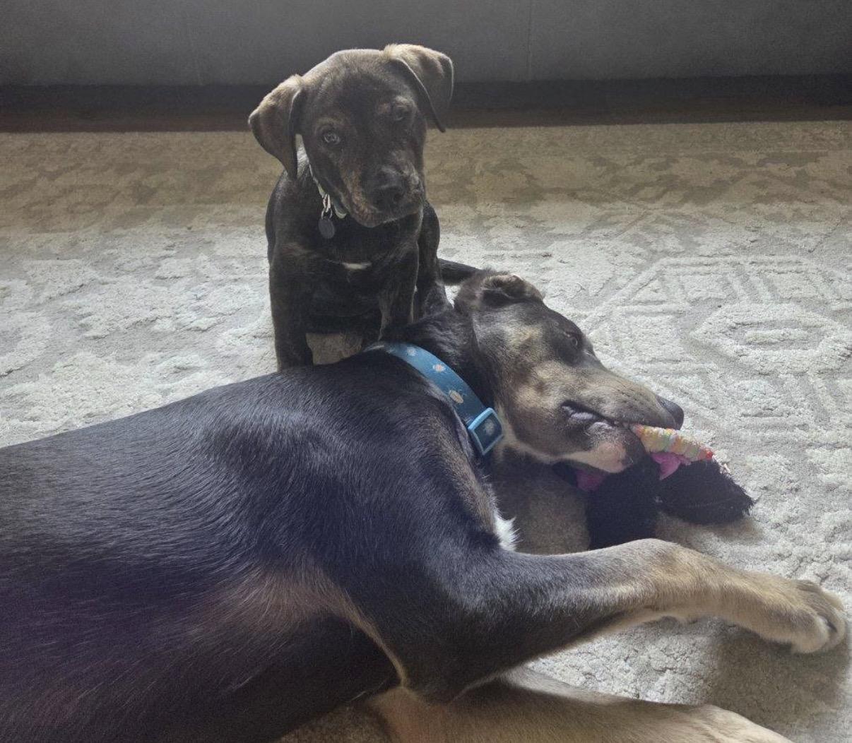 Enlarge Steak, a ADOPTABLE Mixed Breed in Maineville, OH image 5/5
