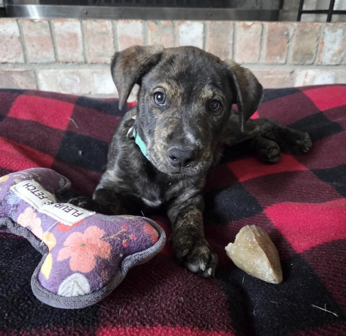 Steak, ADOPTABLE, Puppy Male Mixed Breed.