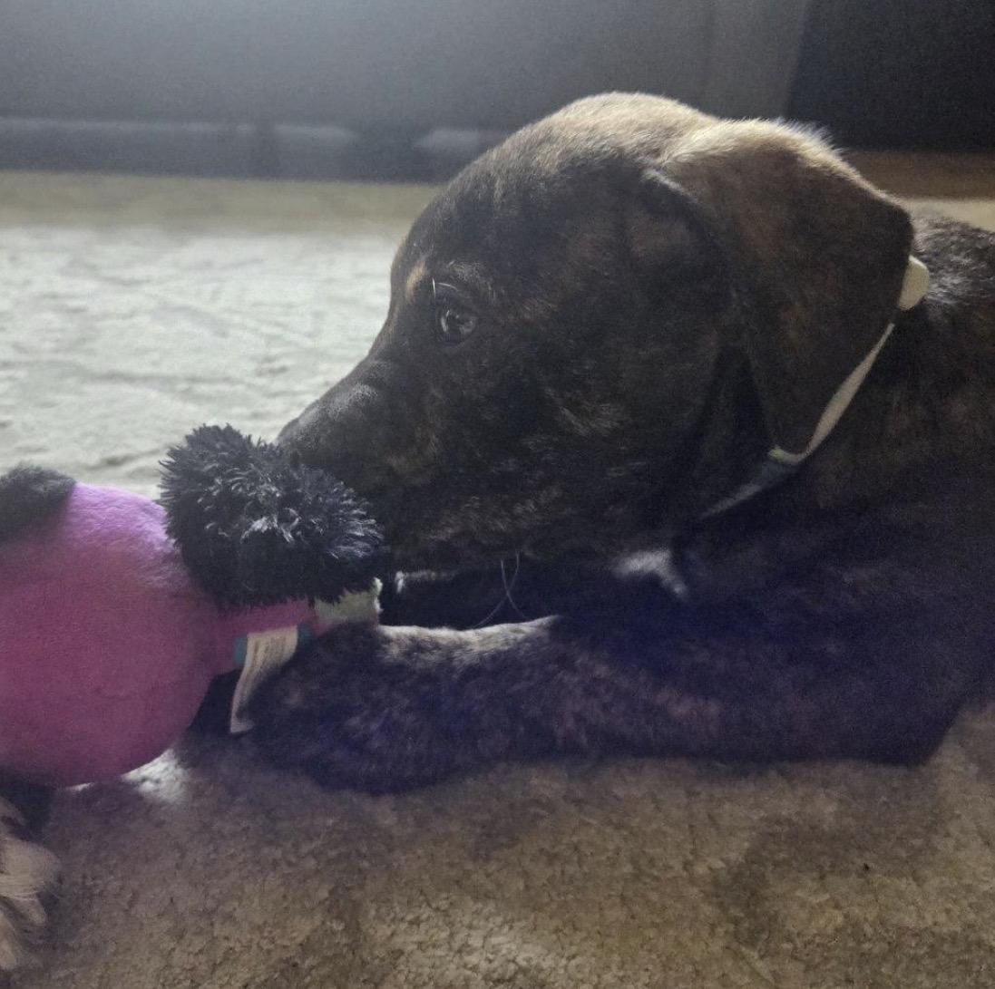 Enlarge Steak, a ADOPTABLE Mixed Breed in Maineville, OH image 3/5