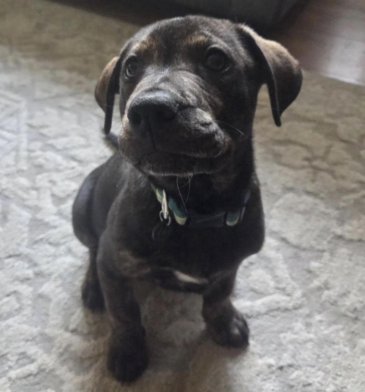 Enlarge Steak, a ADOPTABLE Mixed Breed in Maineville, OH image 4/5