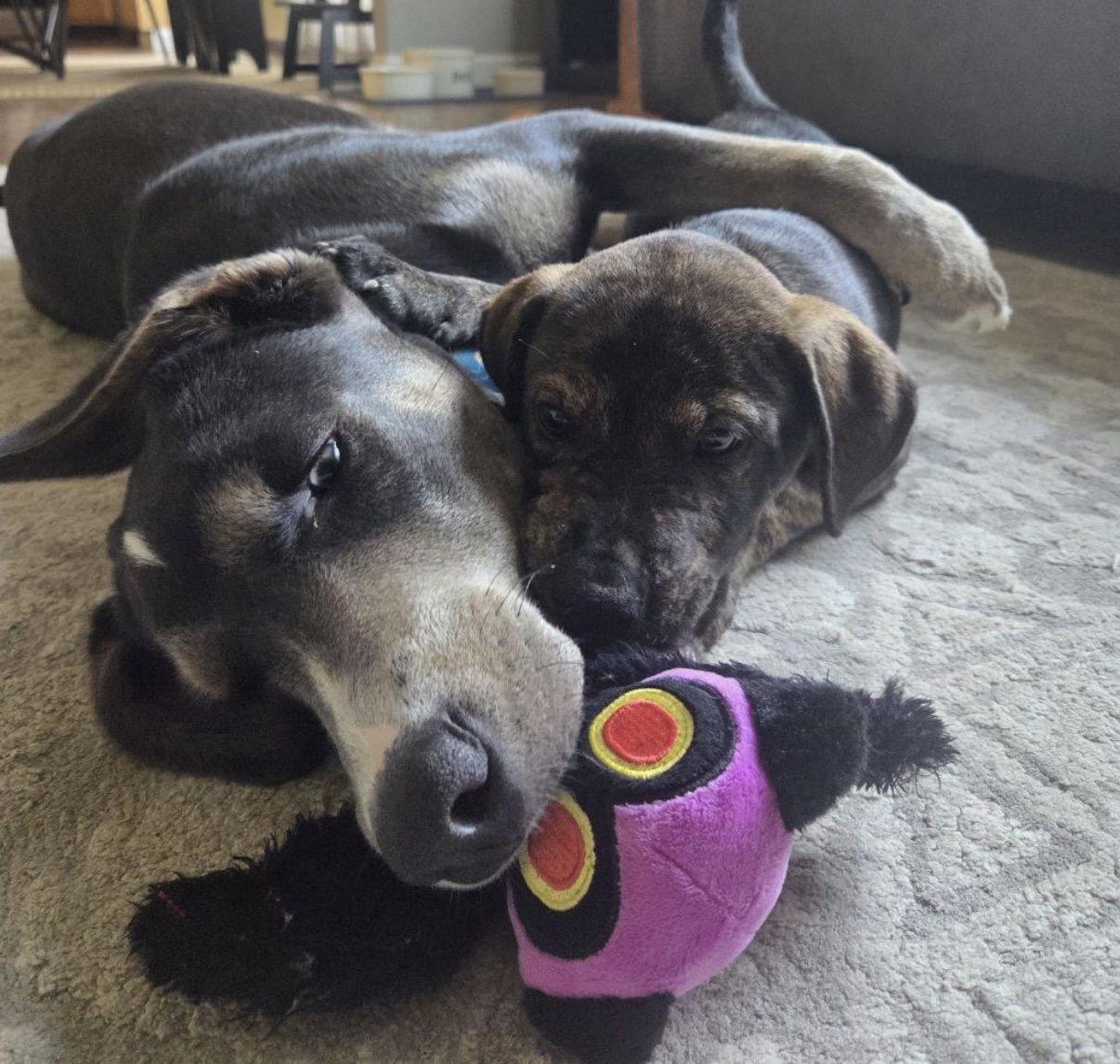Enlarge Steak, a ADOPTABLE Mixed Breed in Maineville, OH image 2/5