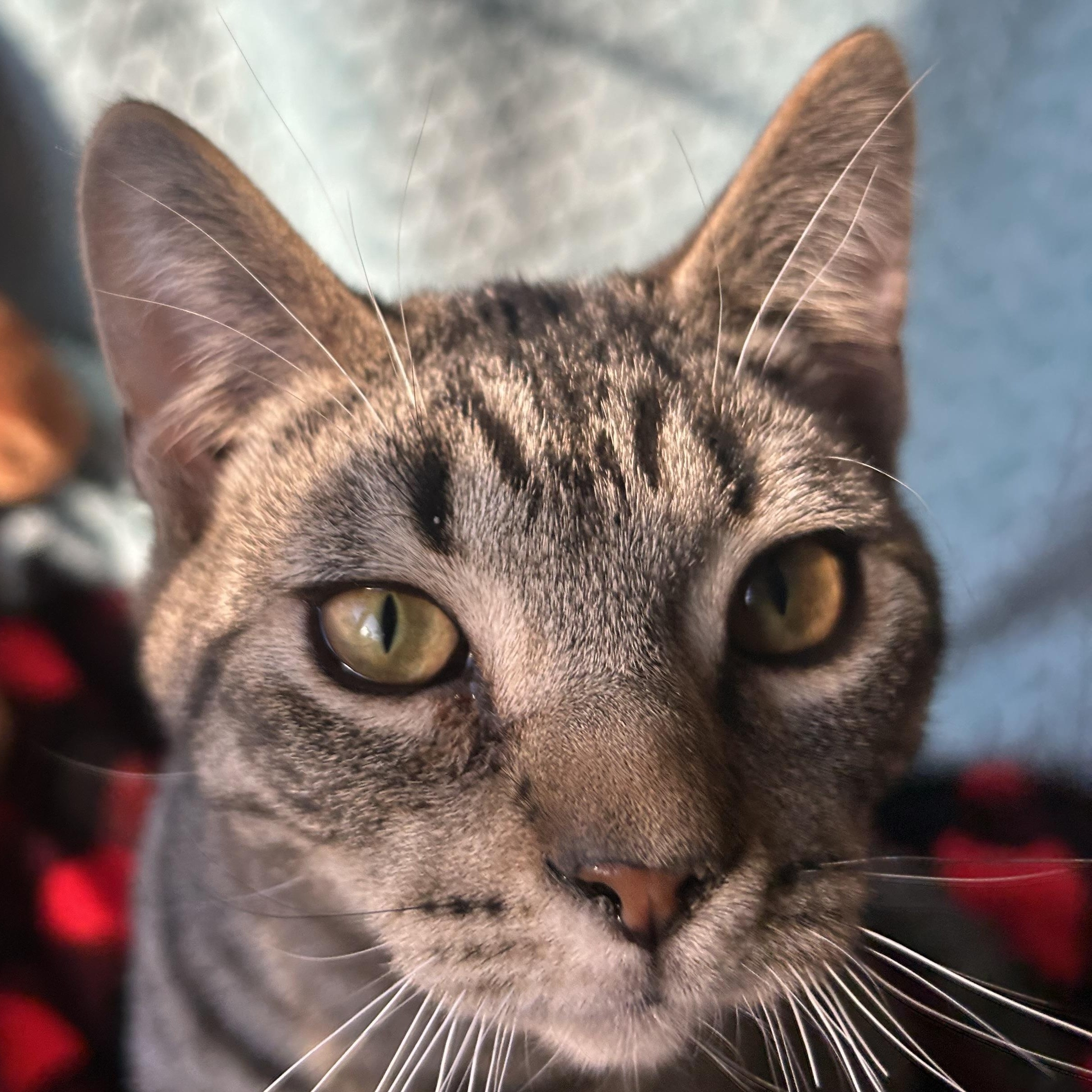 Enlarge Reggie, an adopted Tabby in Madison Heights, MI image 3/4