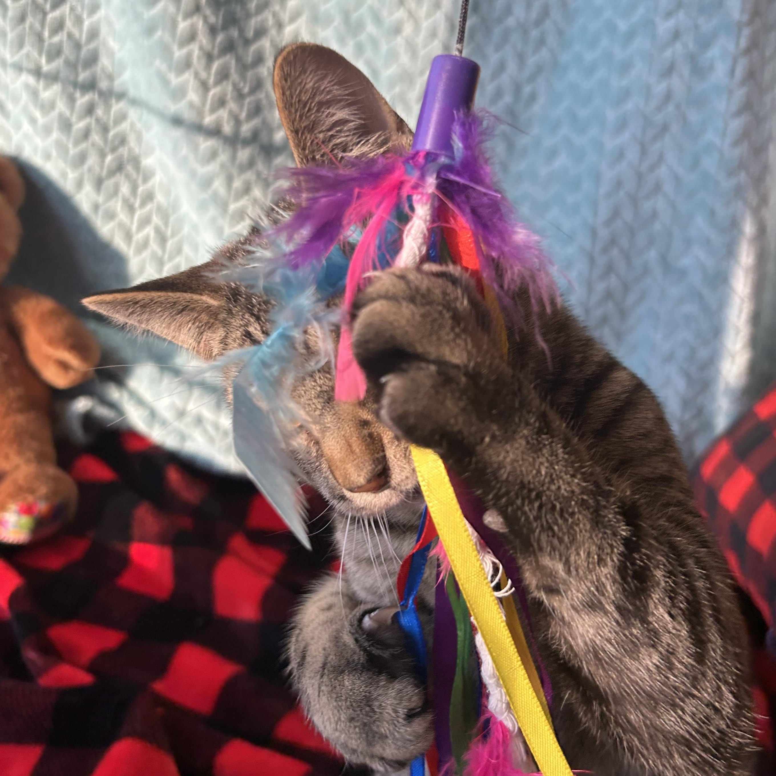 Enlarge Reggie, an adopted Tabby in Madison Heights, MI image 4/4