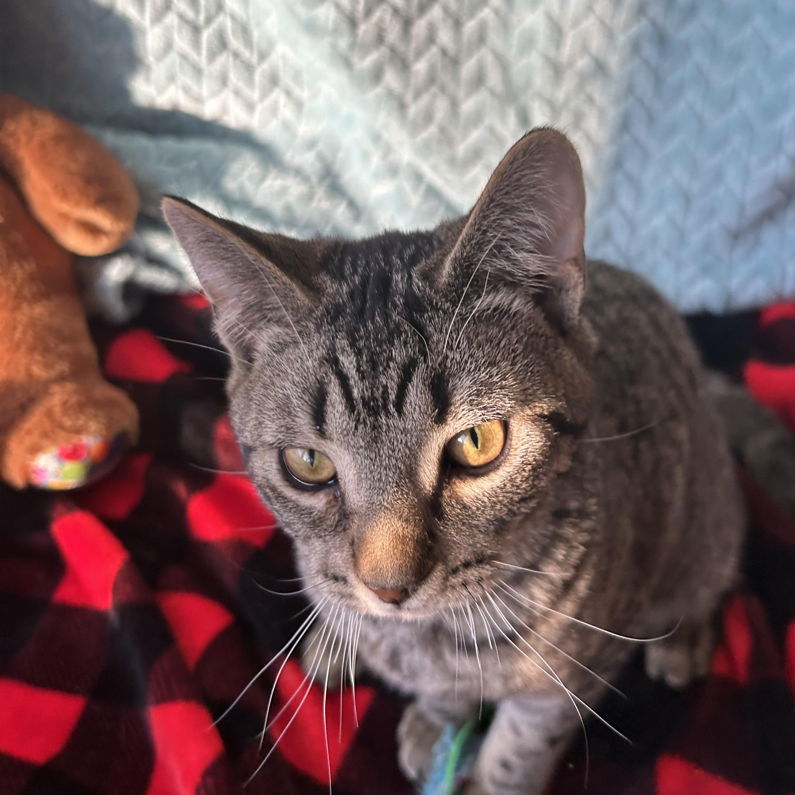 Enlarge Reggie, an adopted Tabby in Madison Heights, MI image 1/4