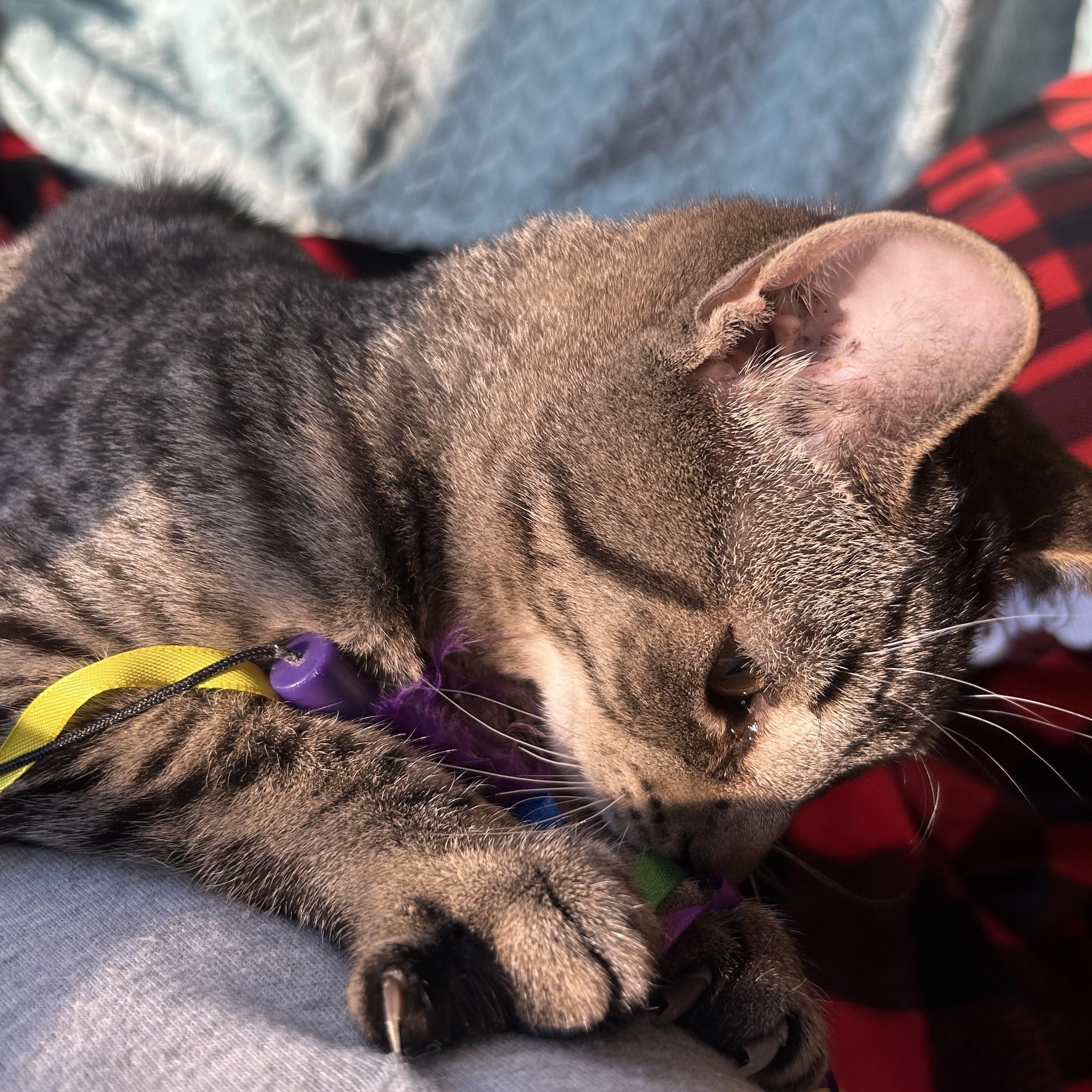 Enlarge Reggie, an adopted Tabby in Madison Heights, MI image 2/4