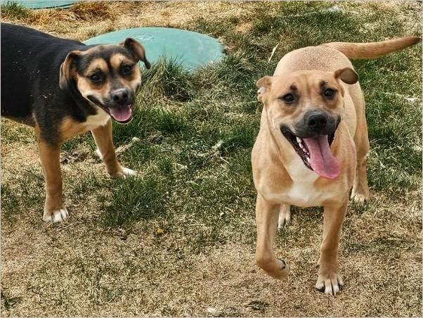 Enlarge Twilight & Dawn, a ADOPTABLE mixed breed in Springerville, AZ image 1/1