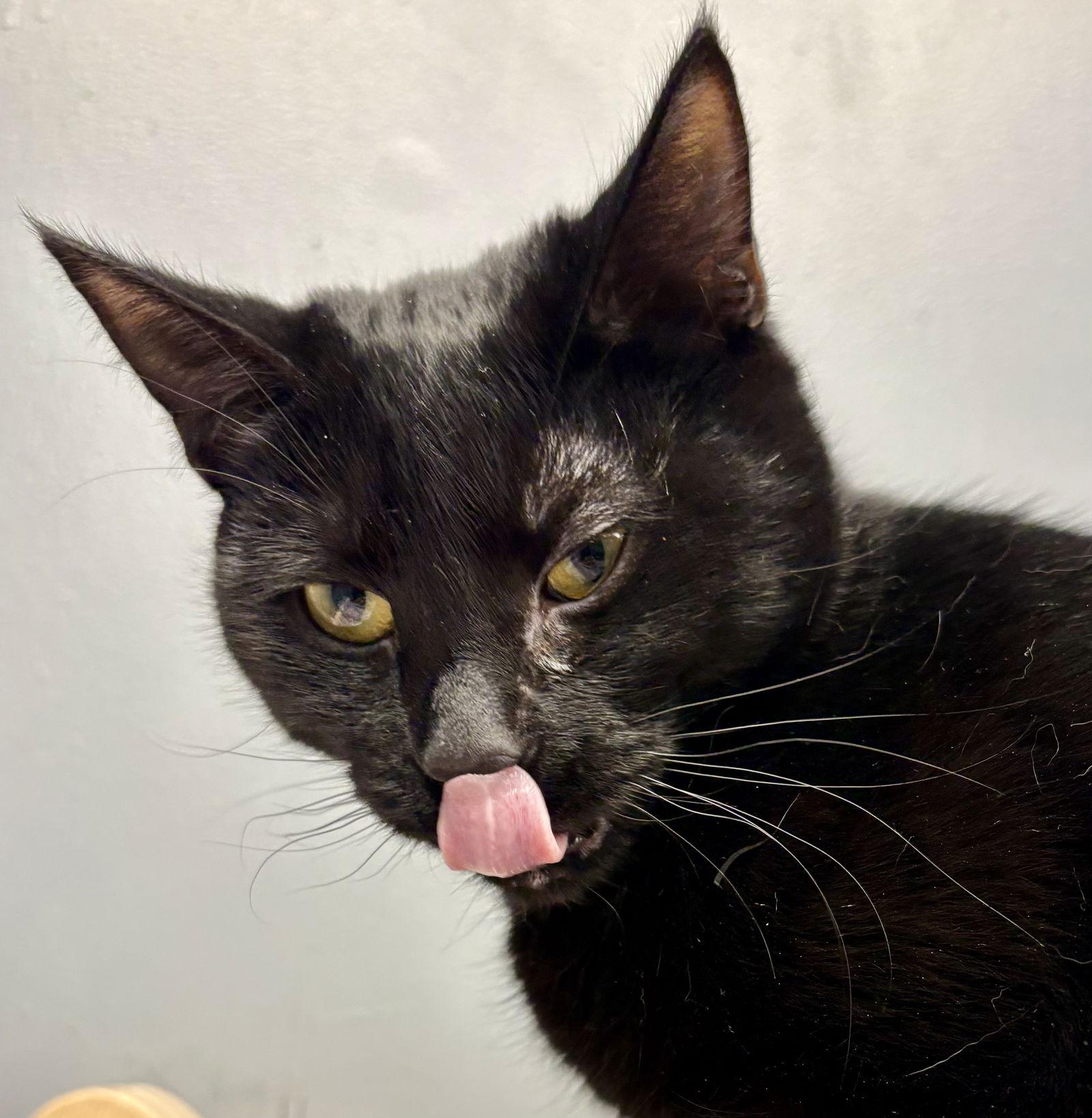 Ellie, Adoptable, Young Female Domestic Short Hair.