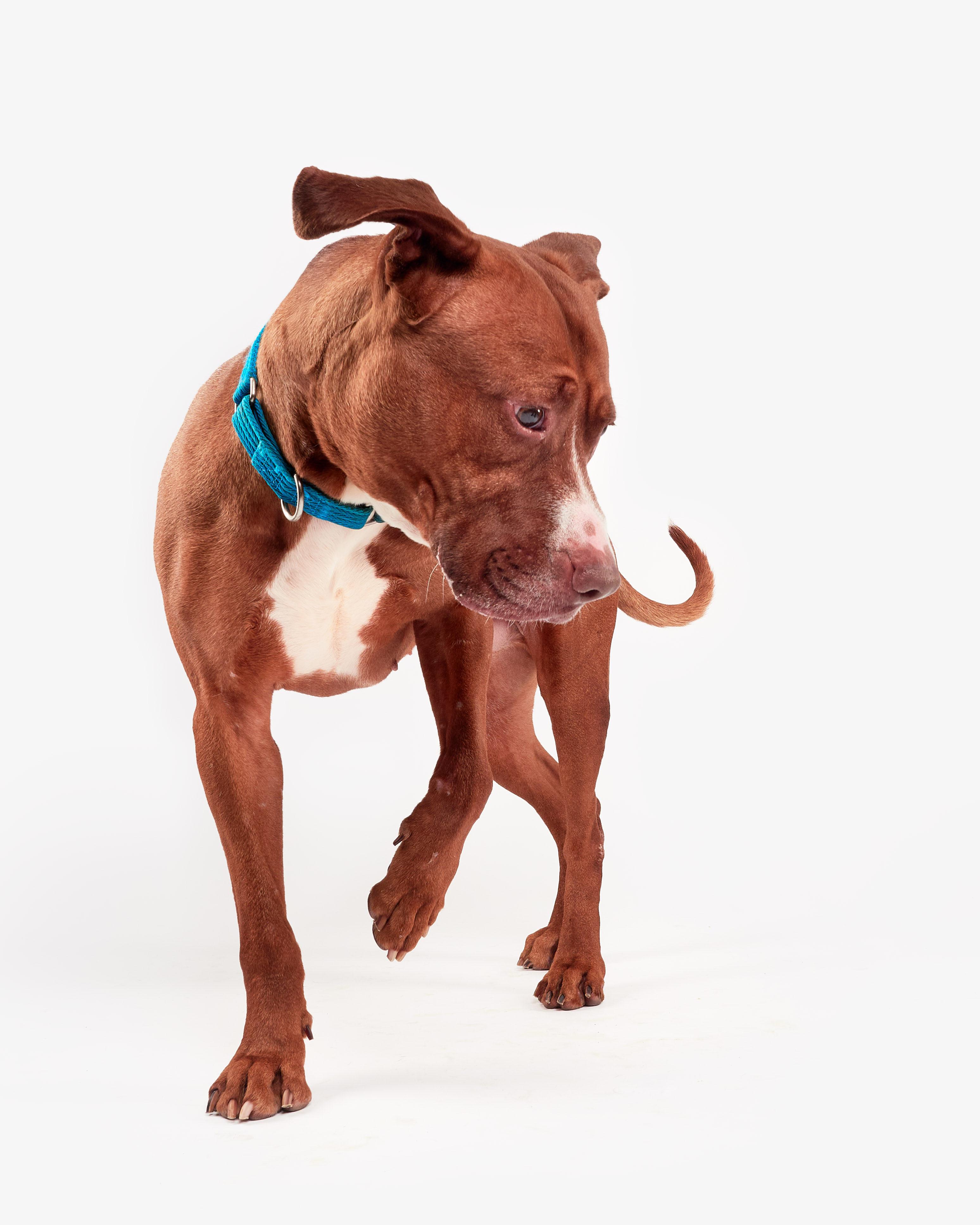 Joker, a Adoptable mixed breed in Teterboro, NJ image 2/6