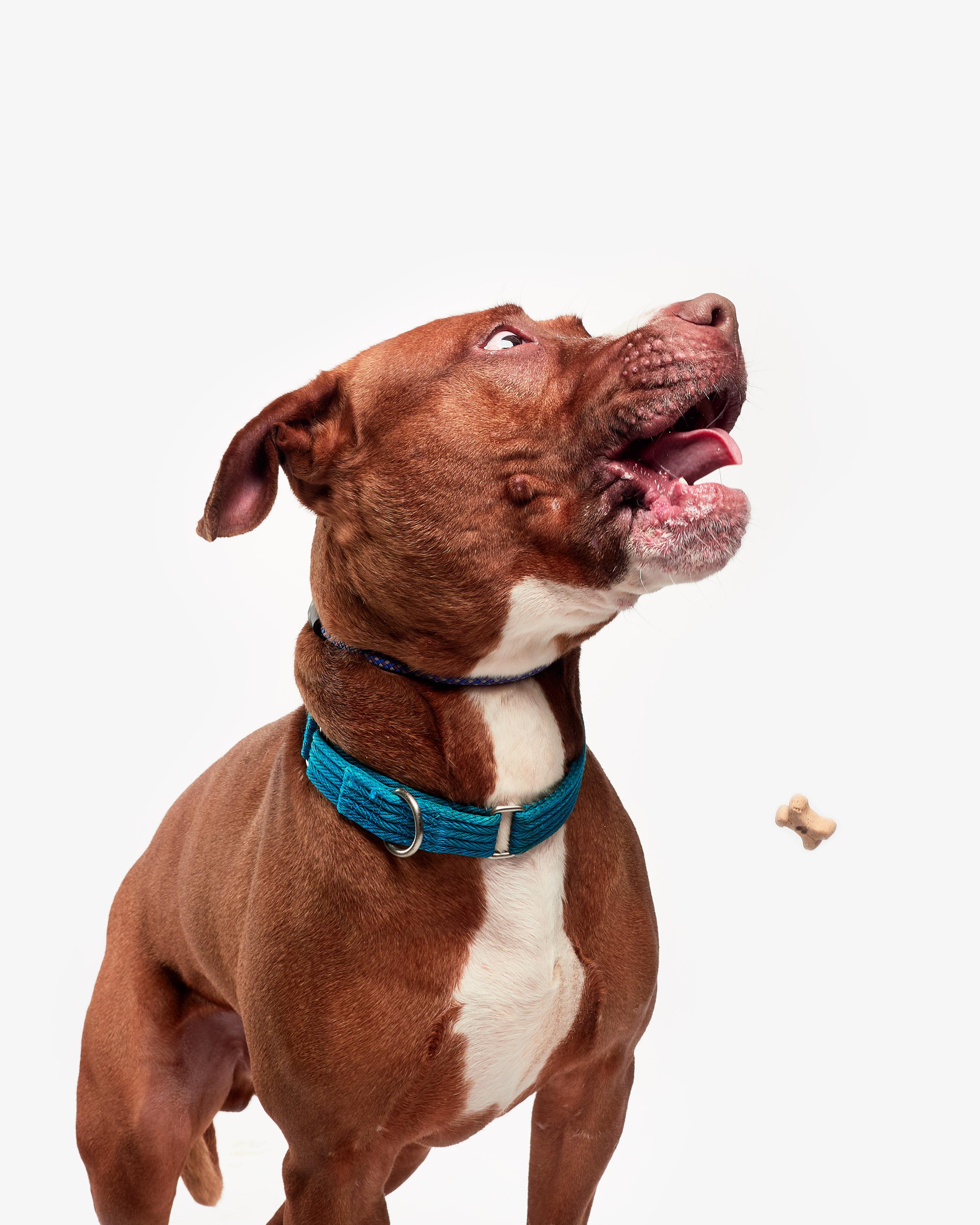 Joker, a Adoptable mixed breed in Teterboro, NJ image 4/6