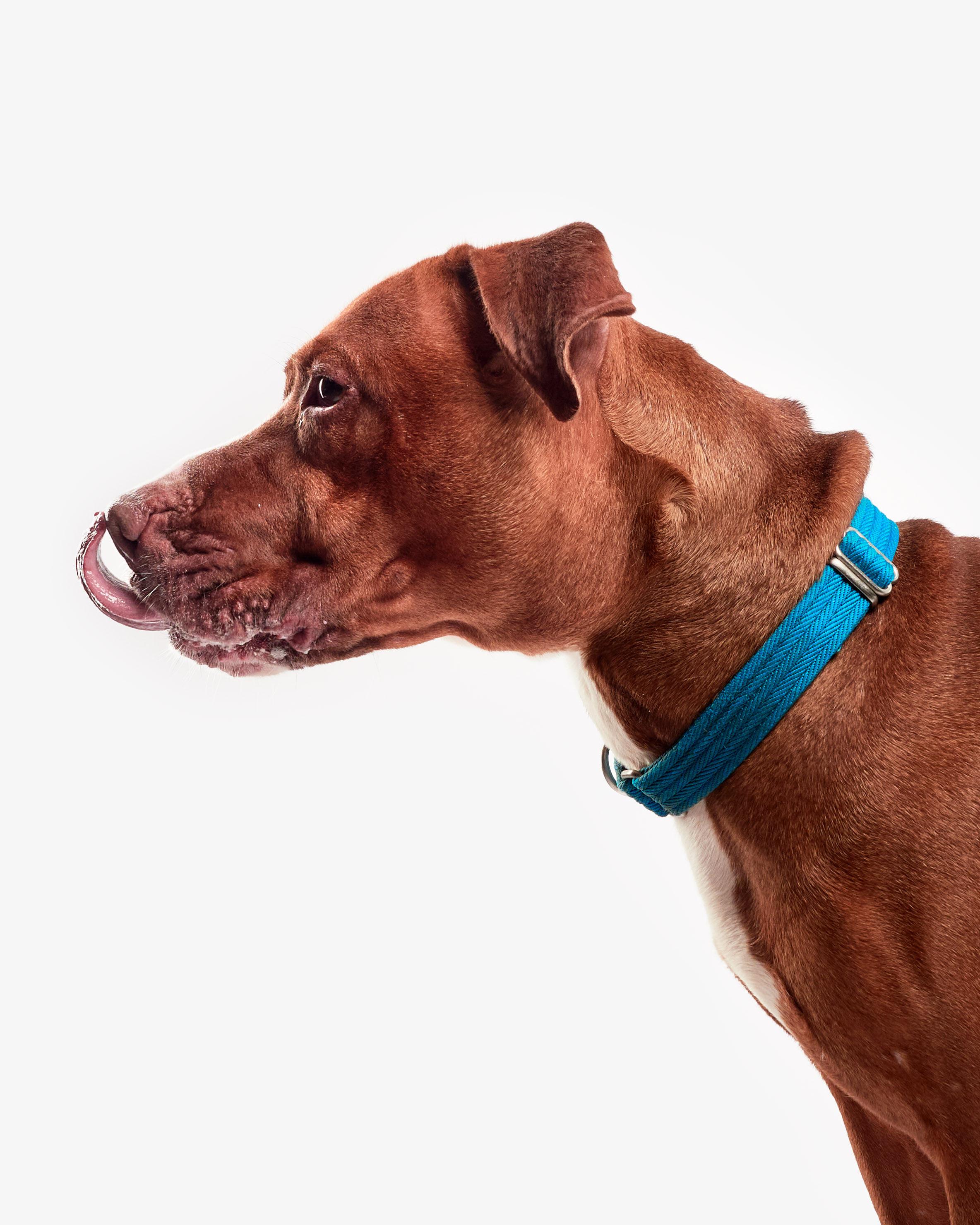 Joker, a Adoptable mixed breed in Teterboro, NJ image 3/6