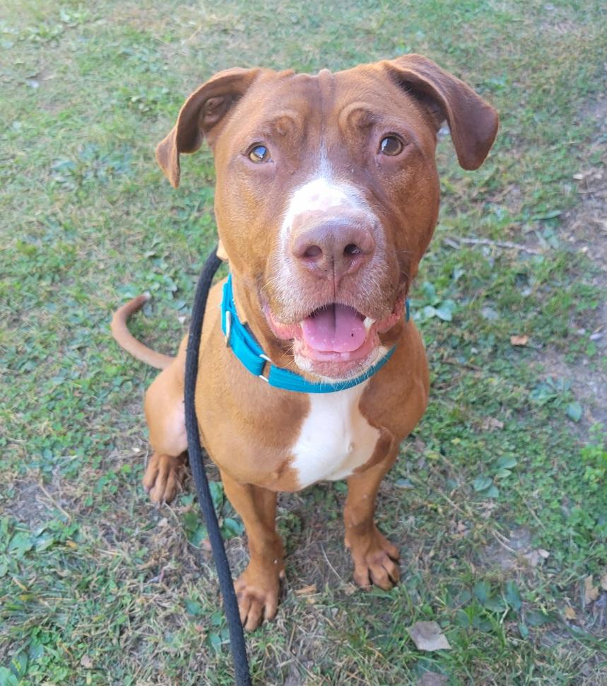 Joker, a Adoptable mixed breed in Teterboro, NJ image 6/6