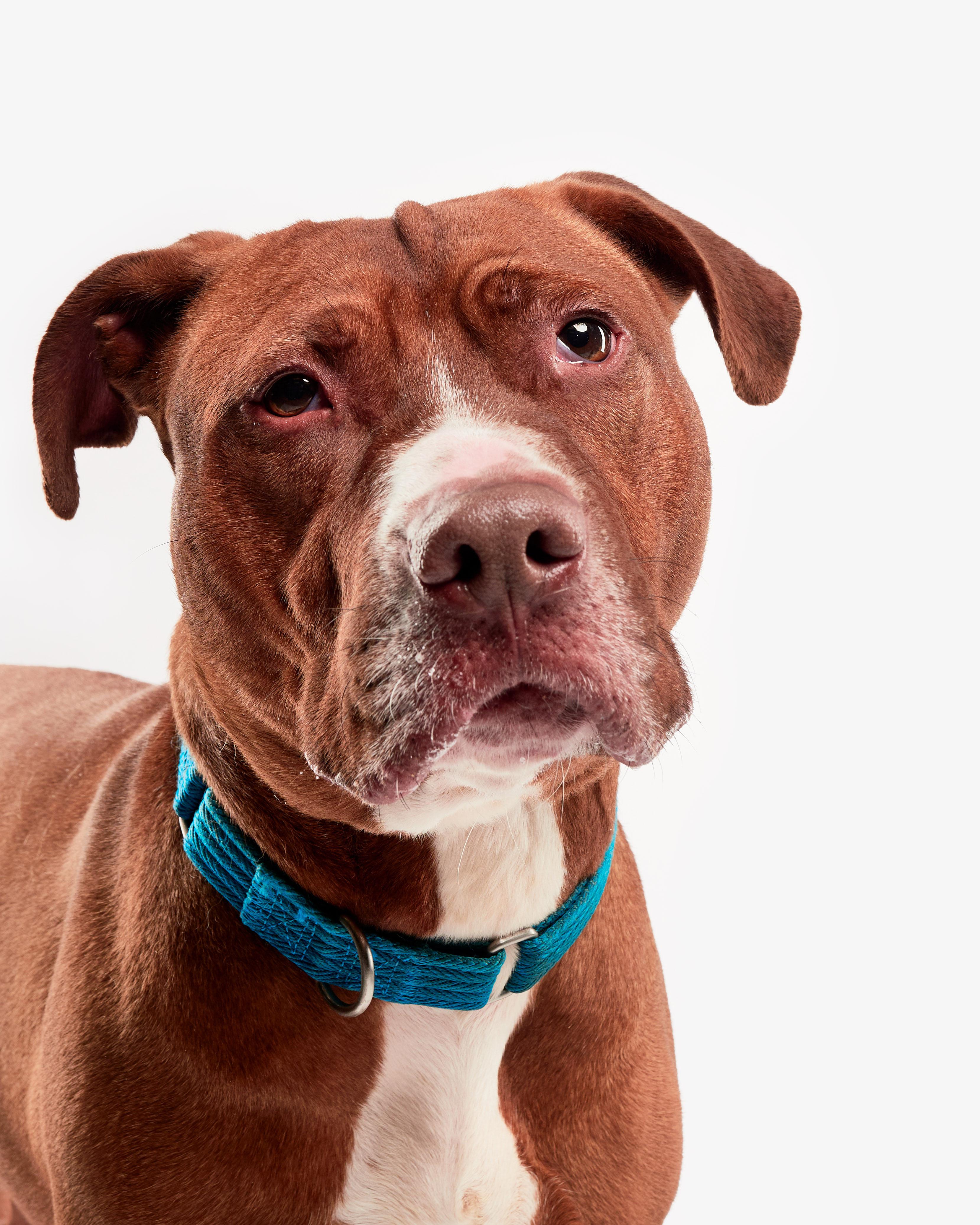 Joker, a Adoptable mixed breed in Teterboro, NJ image 1/6