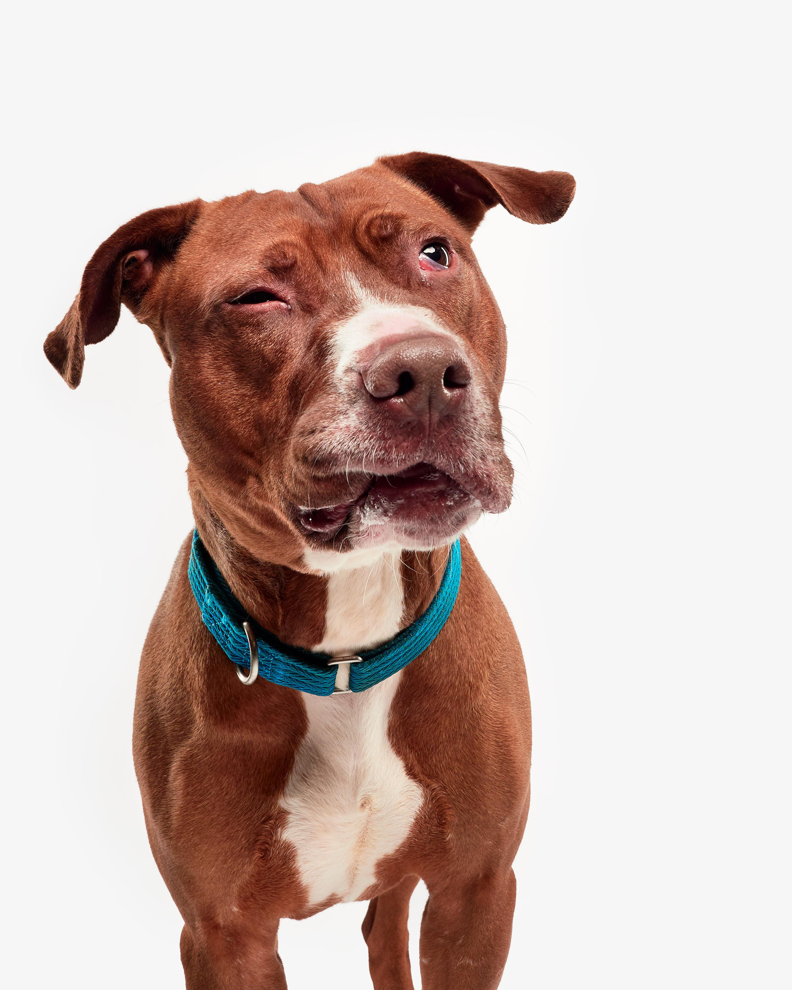 Joker, a Adoptable mixed breed in Teterboro, NJ image 5/6