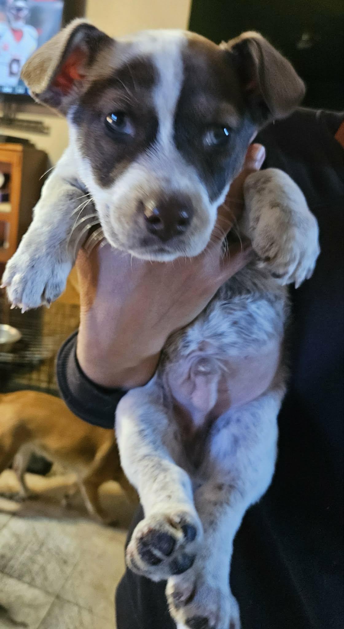 Enlarge Moose, a ADOPTABLE mixed breed in Paramus, NJ image 3/4