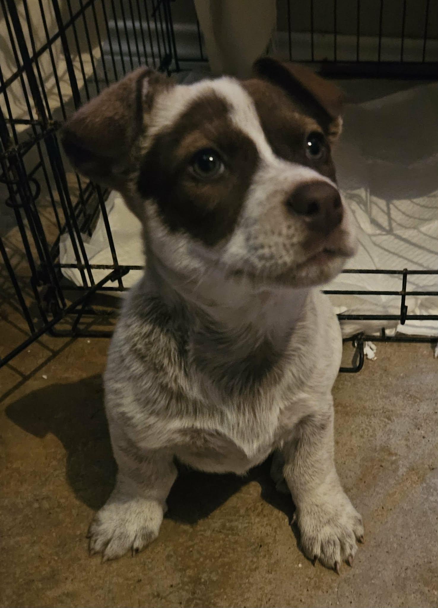 Moose, ADOPTABLE, Puppy Male Catahoula Leopard Dog.