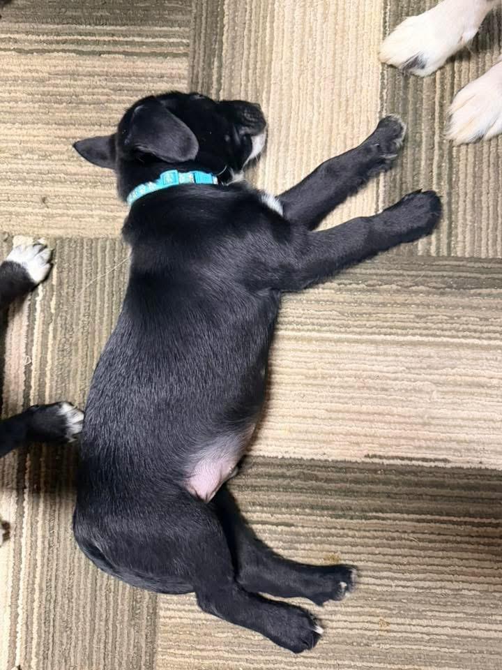 Phelps Blue, Adoptable, Puppy Male Beagle & Border Collie.