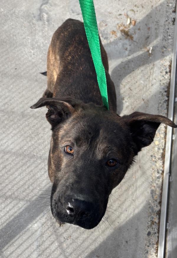 Noah, Adoptable, Young Male Mixed Breed.