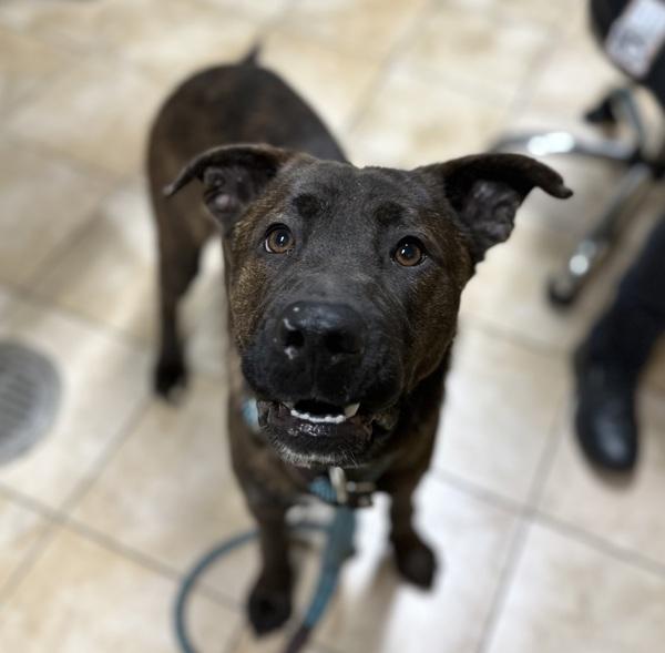 Noah, a Adoptable mixed breed in Troutdale, OR image 2/4