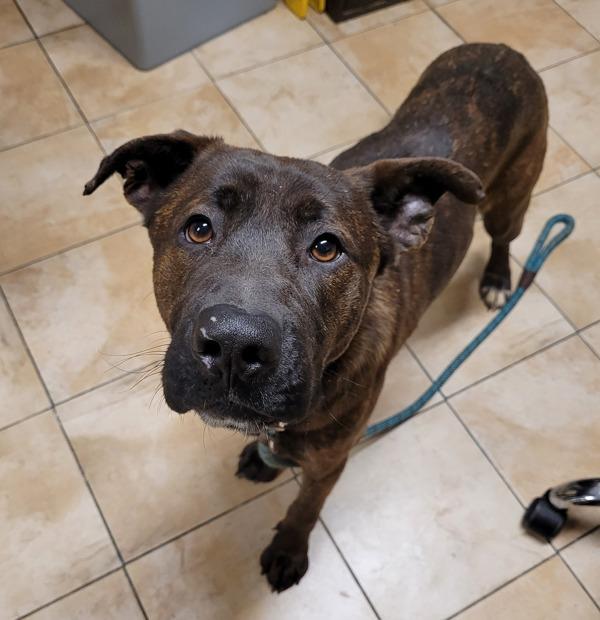 Noah, a Adoptable mixed breed in Troutdale, OR image 3/4