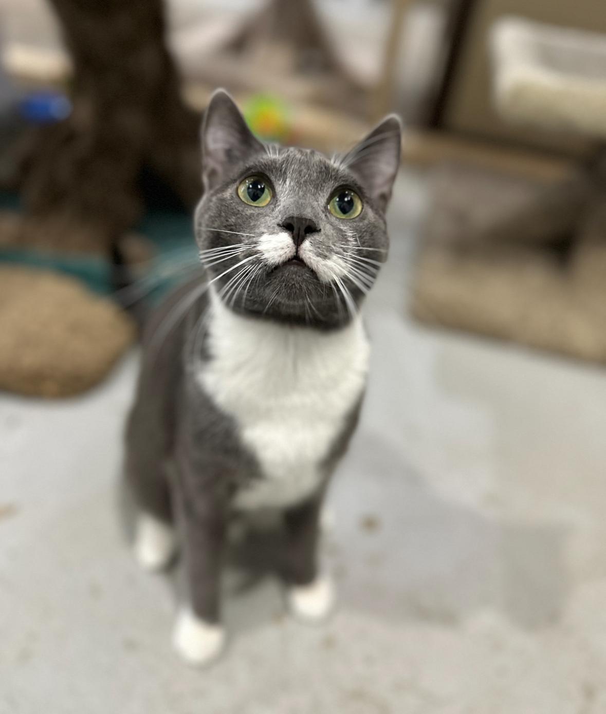 Georgie, a Adoptable Domestic Short Hair in Courtenay, BC image 1/6