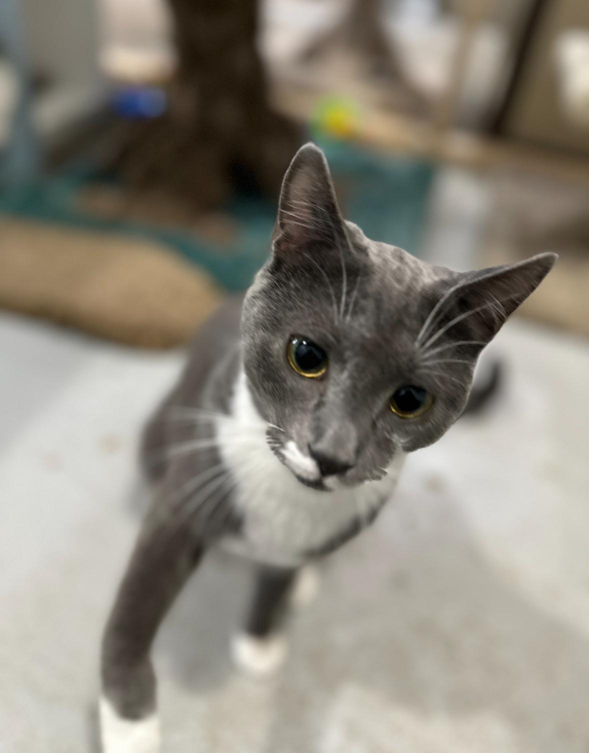 Georgie, a Adoptable Domestic Short Hair in Courtenay, BC image 2/6