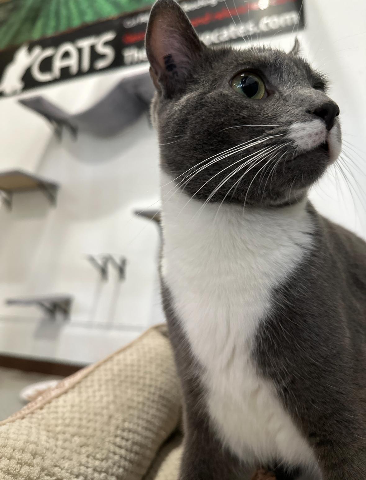 Georgie, an adoptable Domestic Short Hair in Courtenay, BC, V9N 7T4 | Photo Image 2