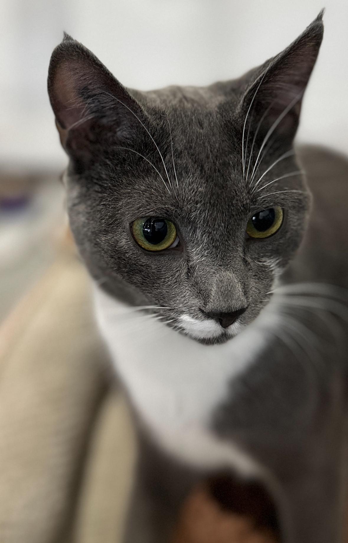 Georgie, a Adoptable Domestic Short Hair in Courtenay, BC image 3/6