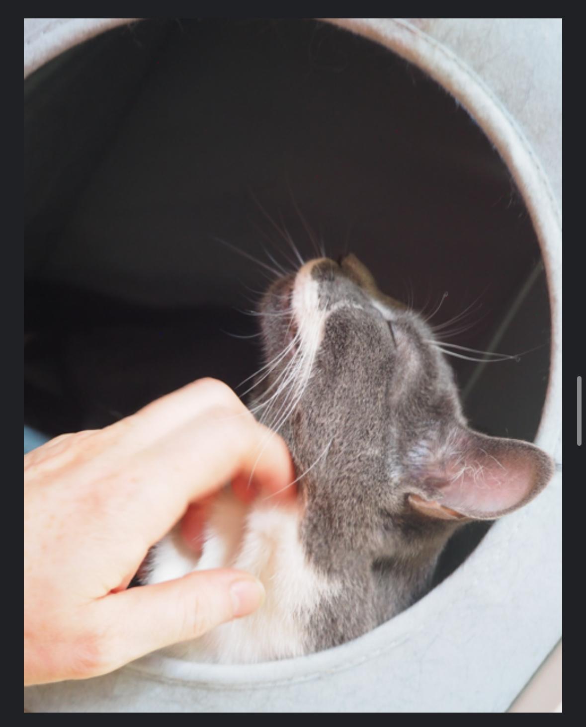 Georgie, a Adoptable Domestic Short Hair in Courtenay, BC image 4/6