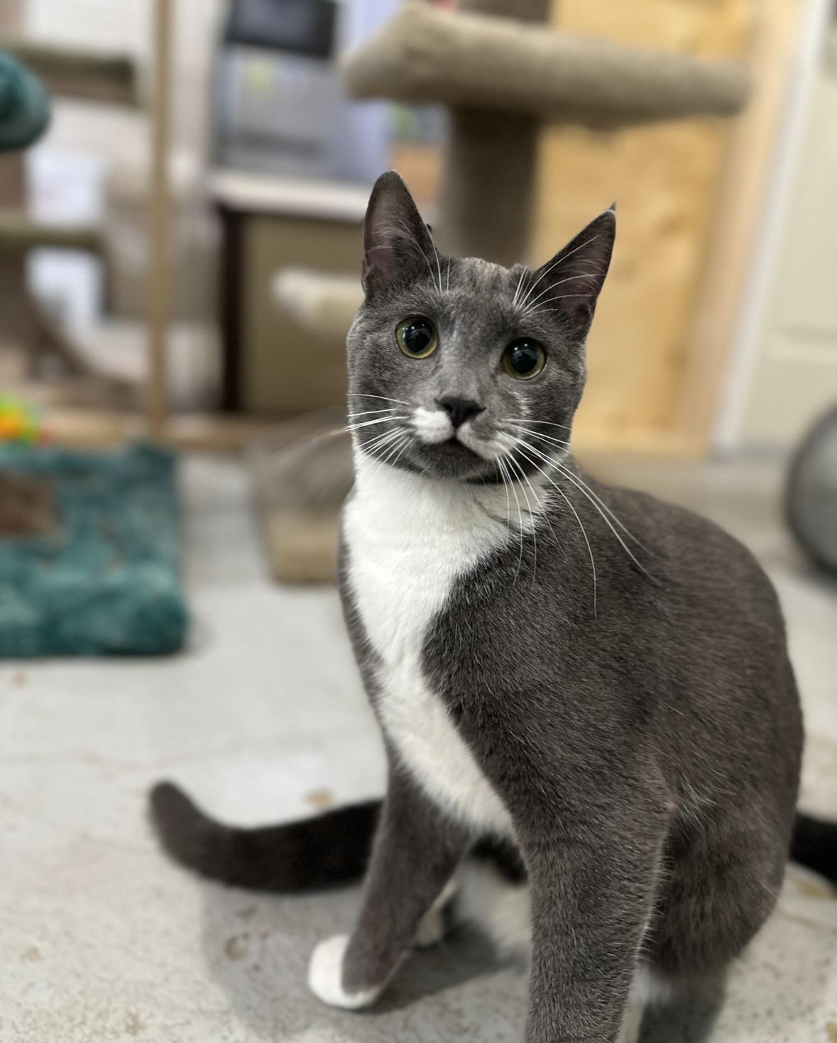 Georgie, a Adoptable Domestic Short Hair in Courtenay, BC image 5/6