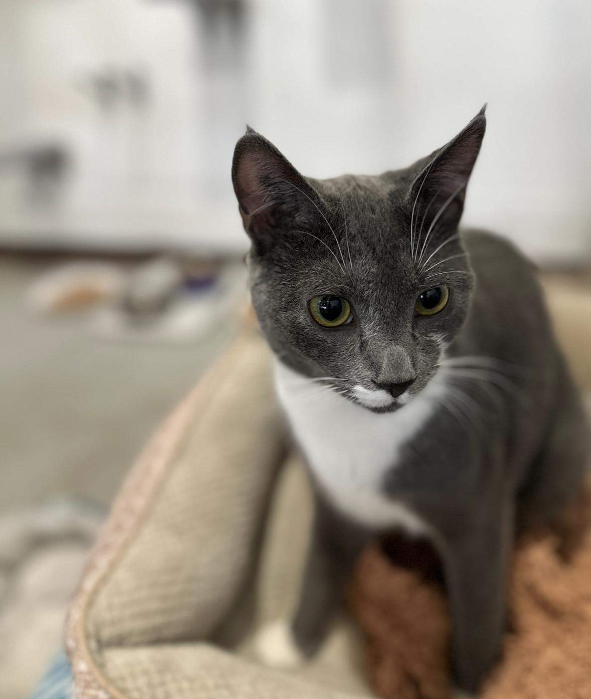 Georgie, an adoptable Domestic Short Hair in Courtenay, BC, V9N 7T4 | Photo Image 3