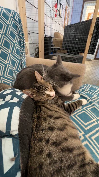 Enlarge Georgie, a Adoptable Domestic Short Hair in Courtenay, BC video 6/6