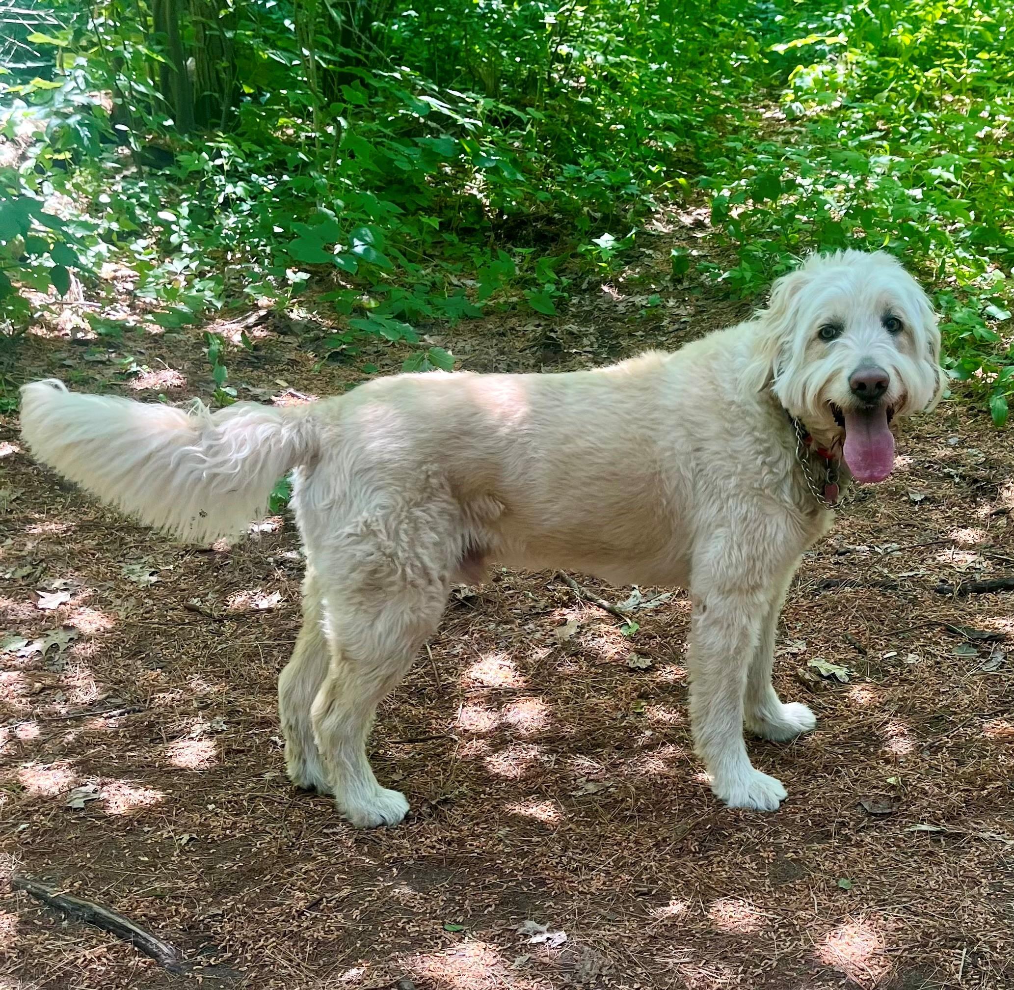 Winter (Wyn) - Courtesy Listing, Adopted, Adult Male Labradoodle.