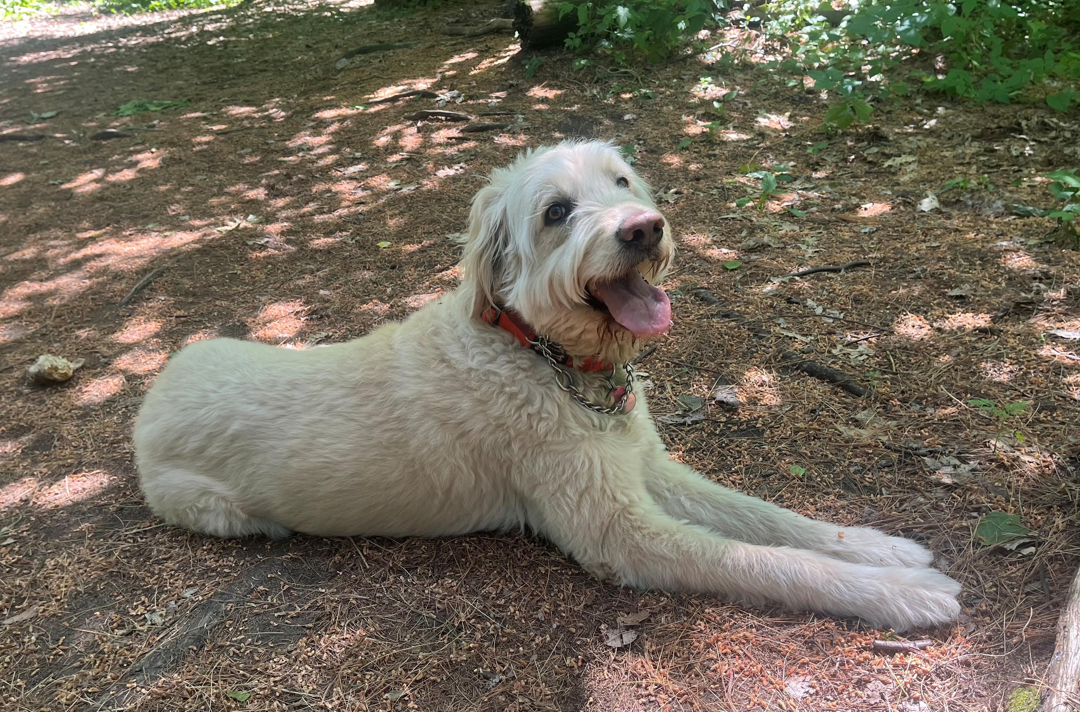 Winter (Wyn) - Courtesy Listing, an adoptable Labradoodle in Carlsbad Springs, ON, K0A 1K0 | Photo Image 2