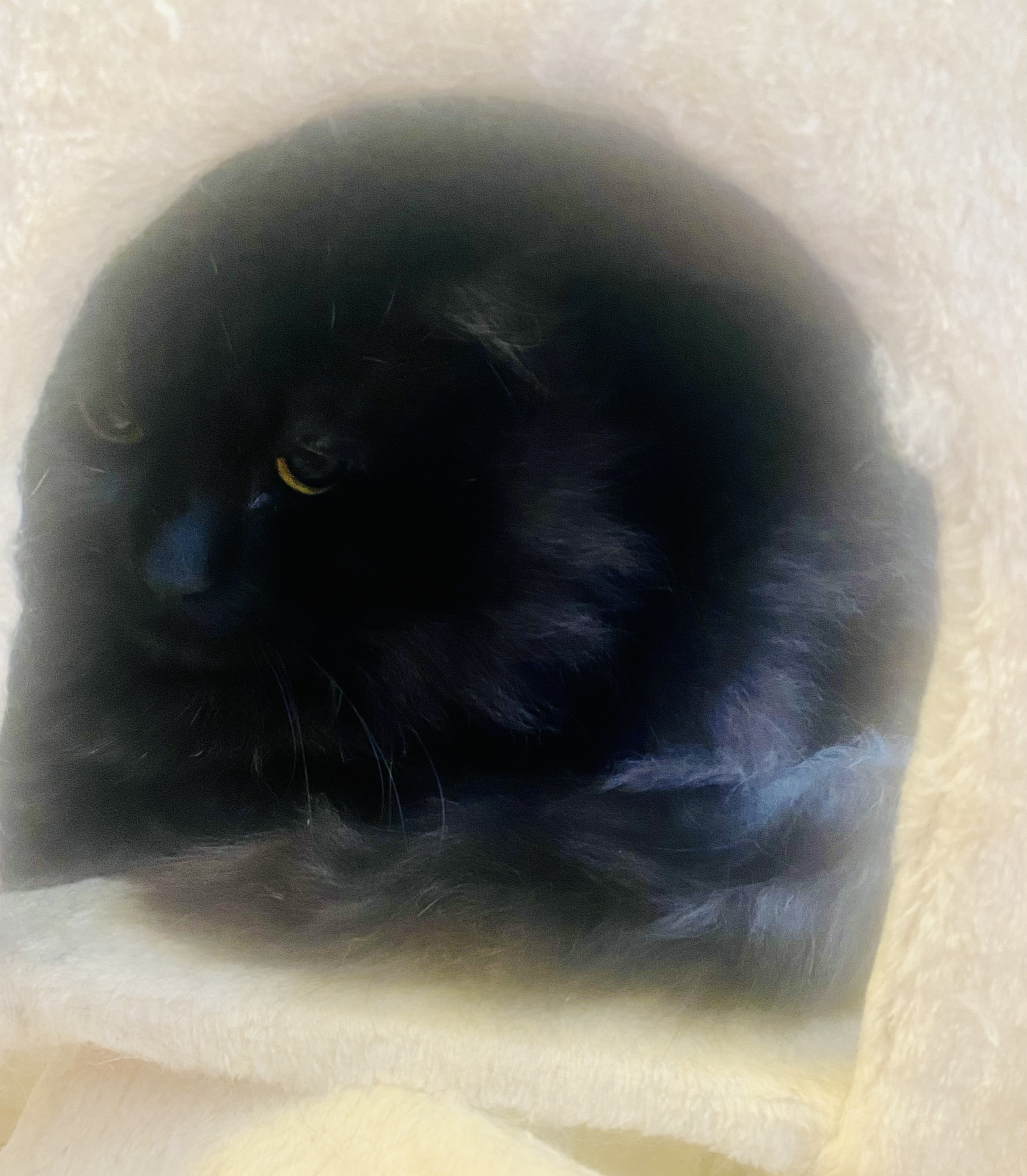 Bush, Adoptable, Adult Male Domestic Long Hair.