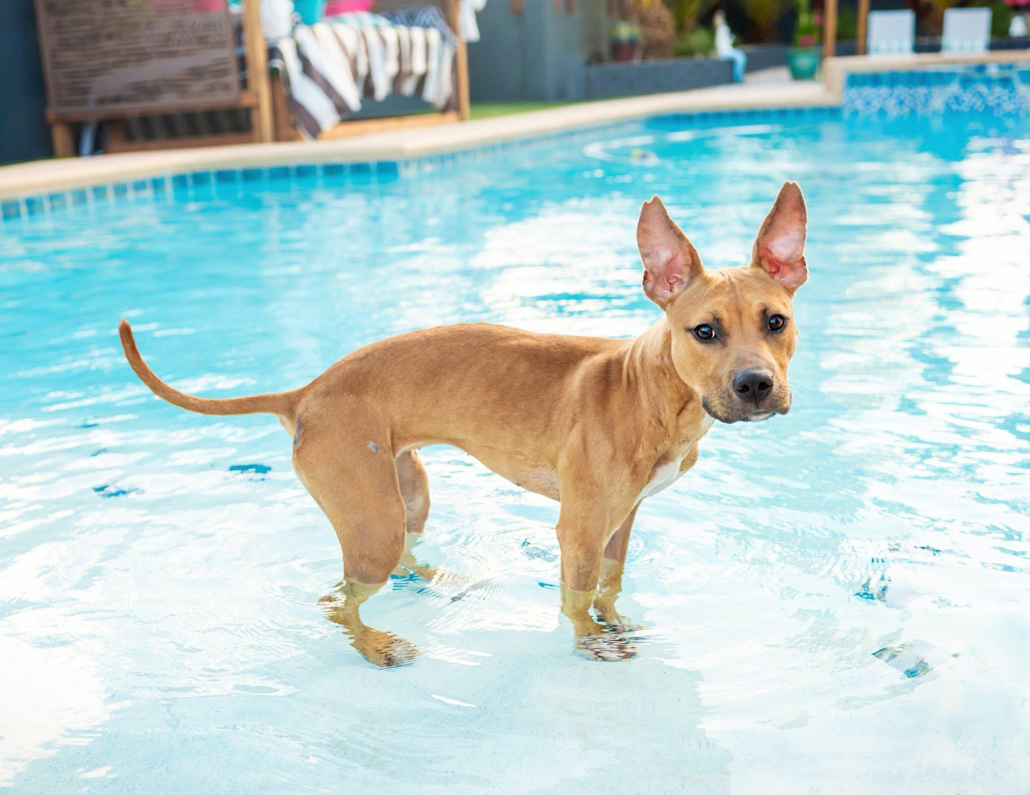 Tallulah, a Adoptable mixed breed in Las Vegas, NV image 1/5