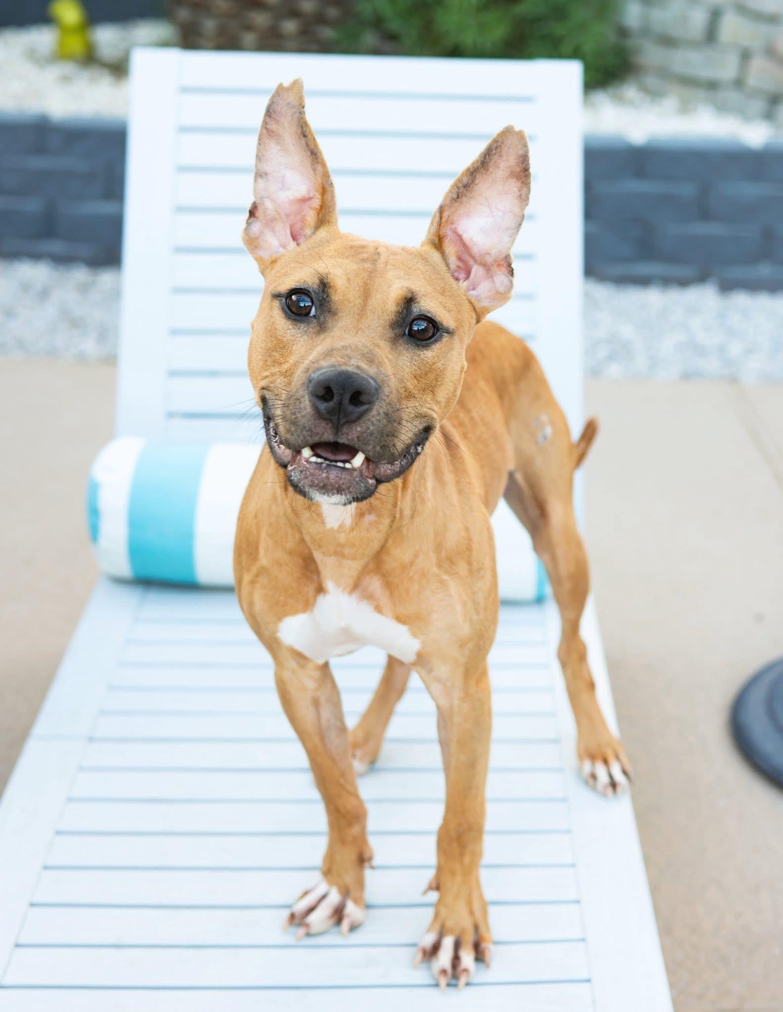 Tallulah, Adoptable, Young Female Pit Bull Terrier.