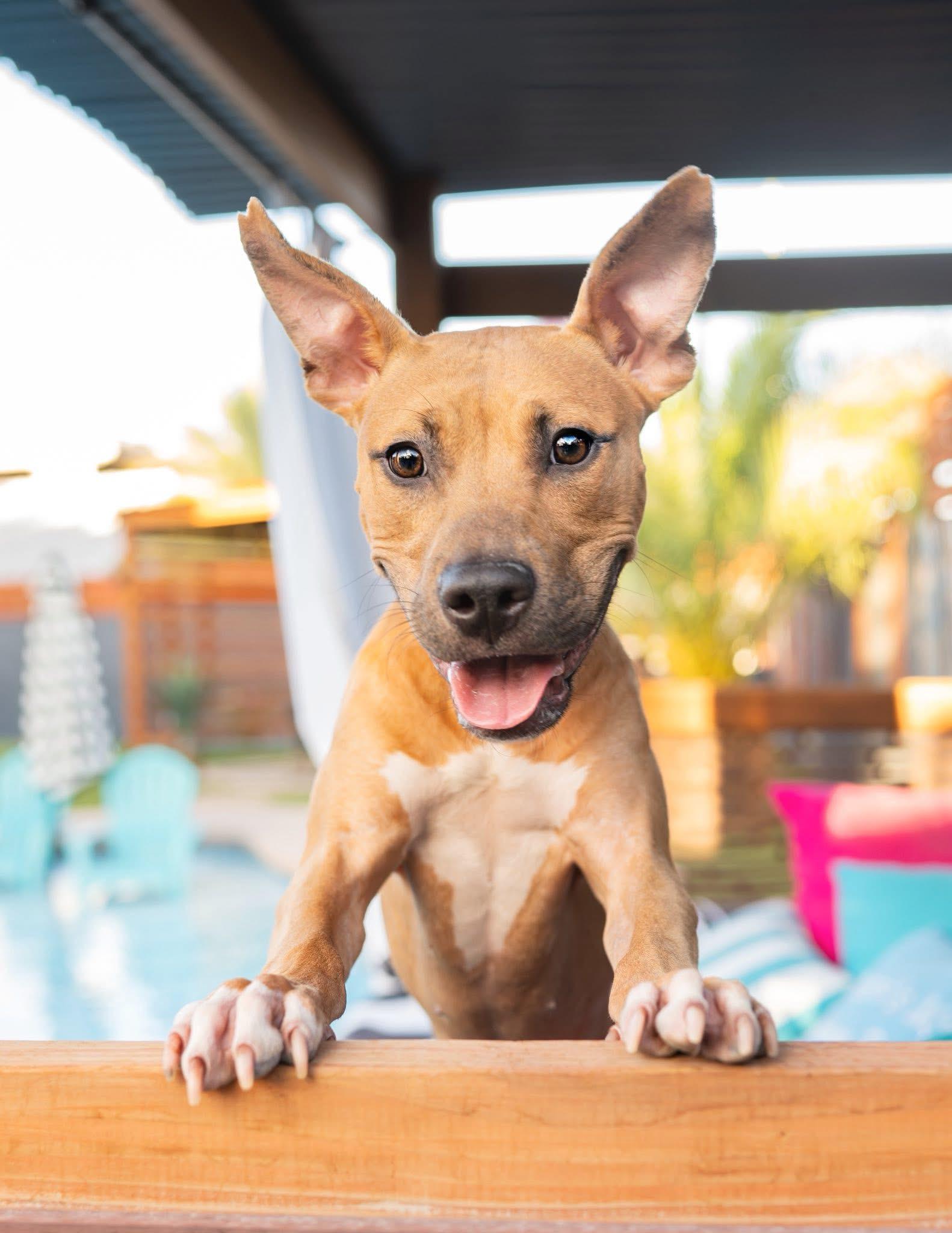 Tallulah, a Adoptable mixed breed in Las Vegas, NV image 4/5