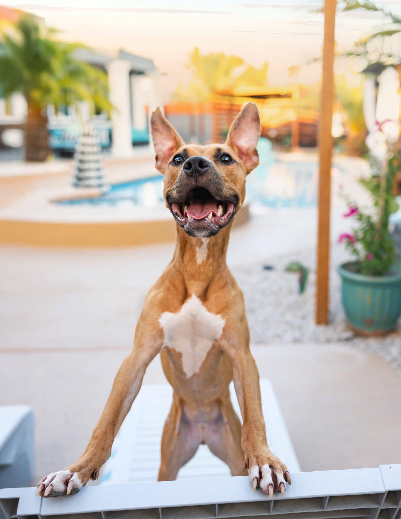 Tallulah, Adoptable, Young Female Pit Bull Terrier.