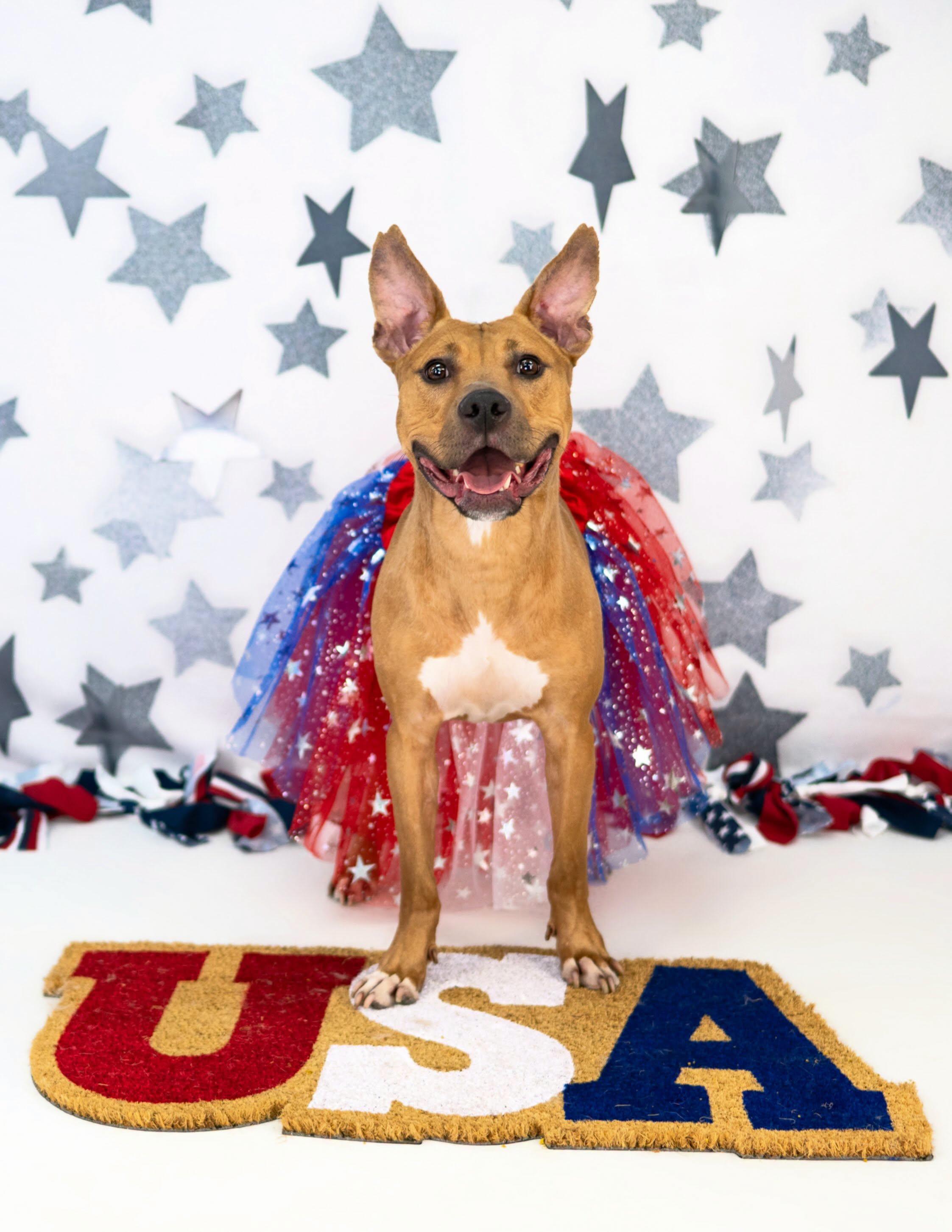 Tallulah, Adoptable, Young Female Pit Bull Terrier.