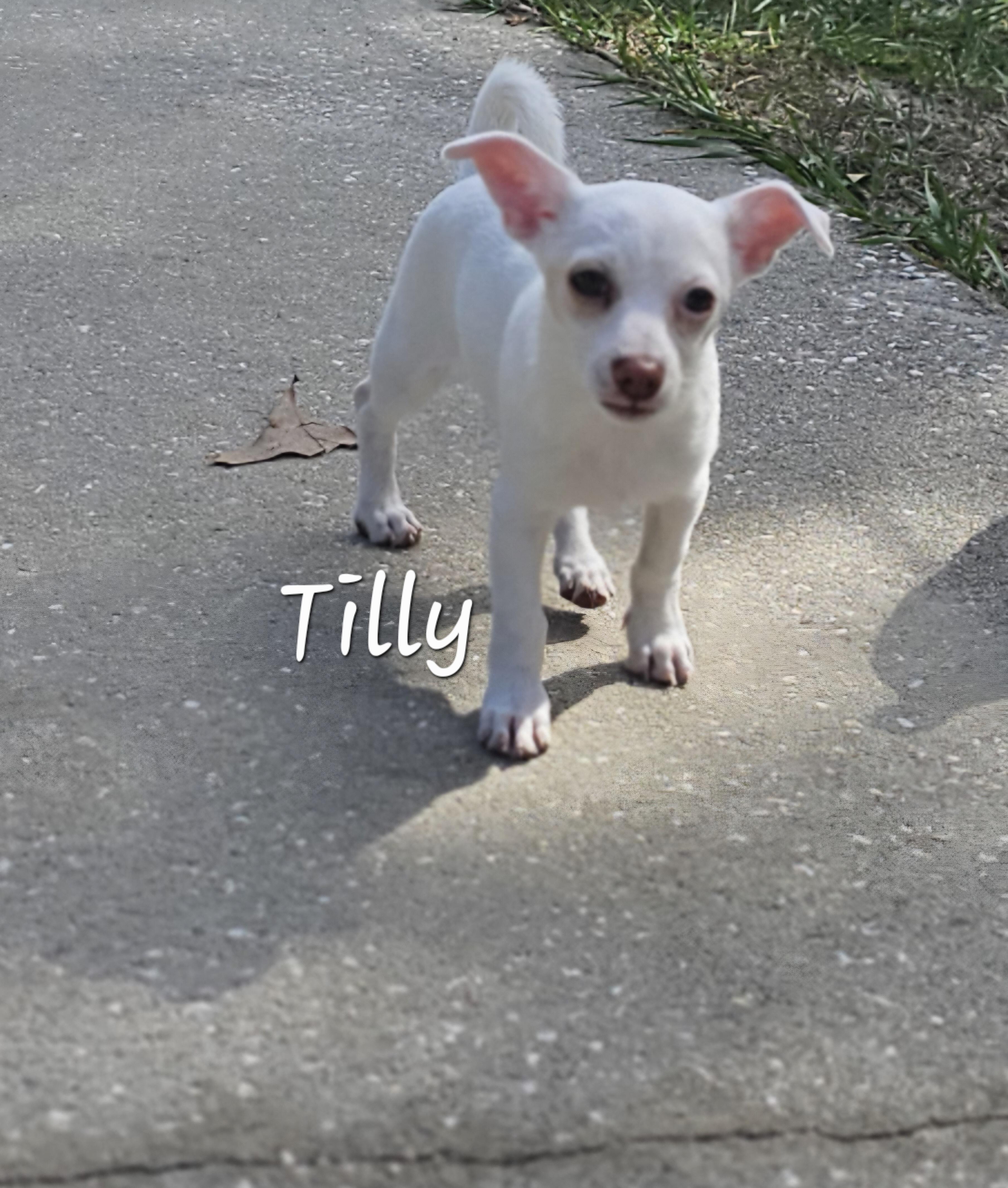 Tilly, a Adopted Chihuahua in Weeki Wachee, FL image 1/6