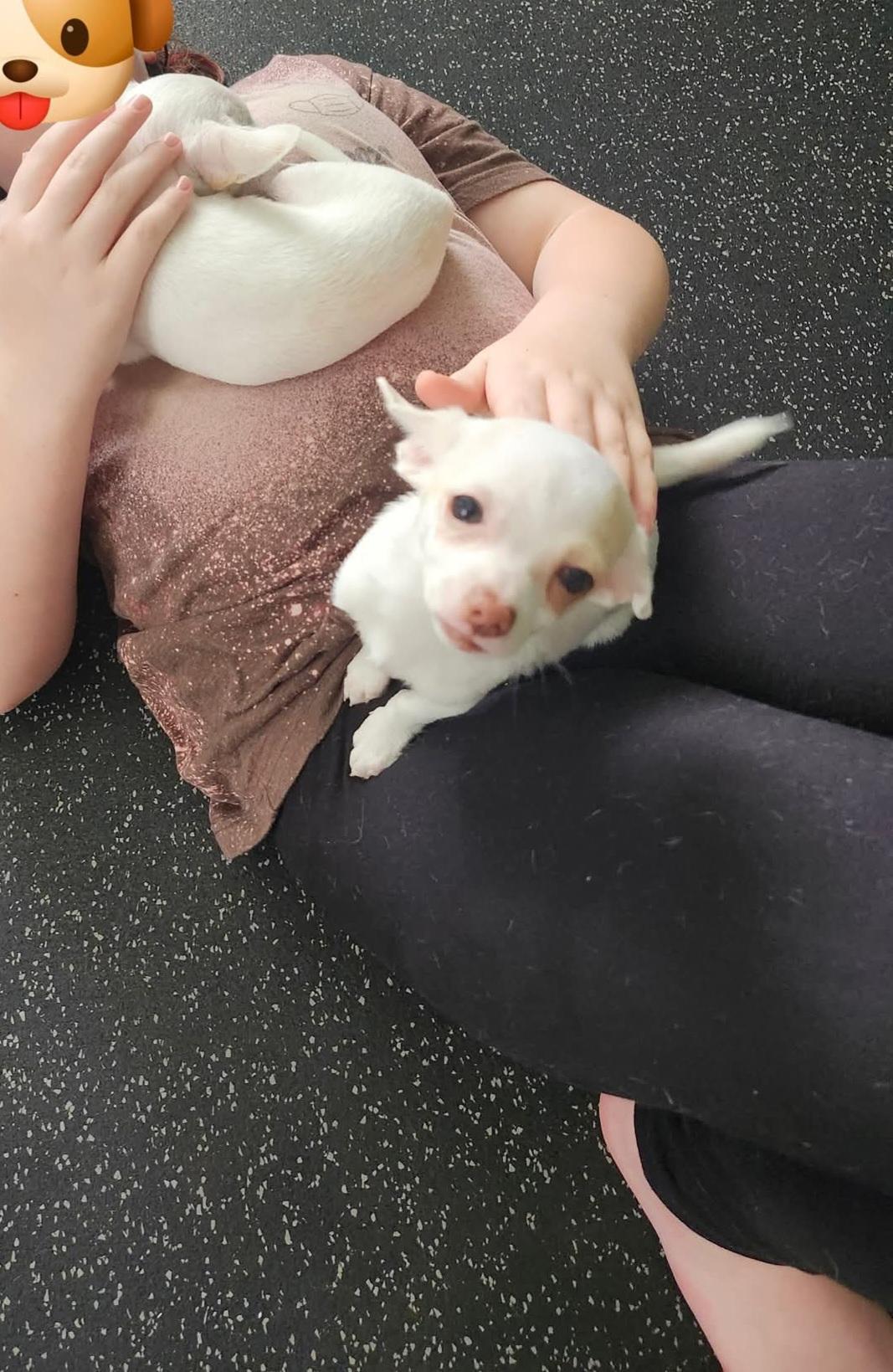 Tilly, a Adopted Chihuahua in Weeki Wachee, FL image 5/6