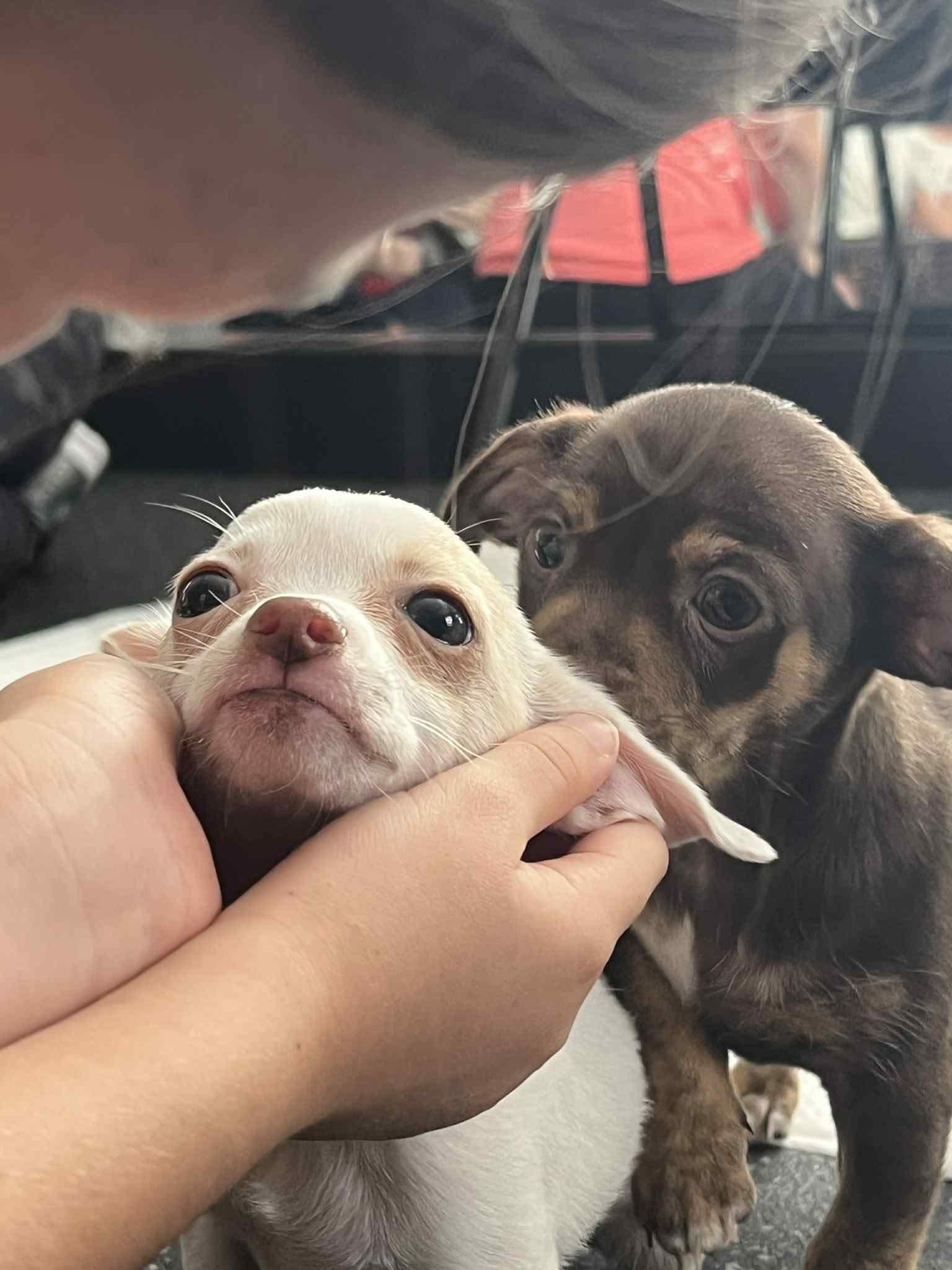Tilly, a Adopted Chihuahua in Weeki Wachee, FL image 6/6