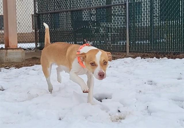 LINDSAY, Adoptable, Adult Female Chihuahua & Beagle.