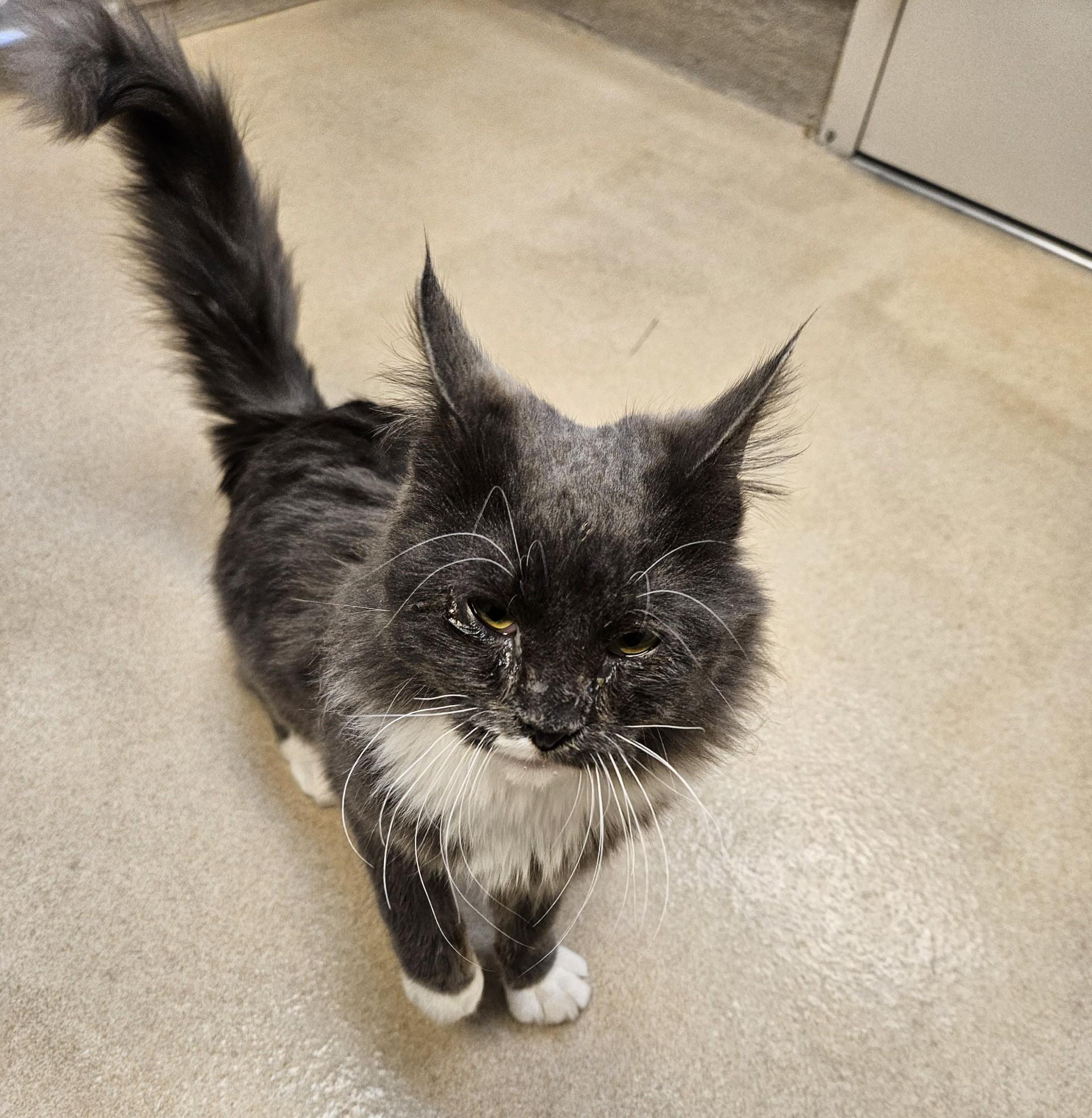 Enlarge 60122480, a ADOPTABLE Domestic Long Hair in Elko, NV image 1/1