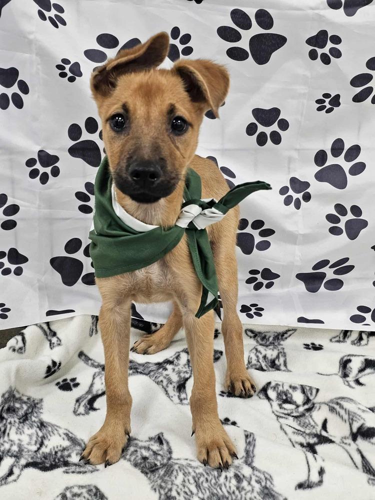 Danny, Adoptable, Puppy Male French Bulldog & Boxer.